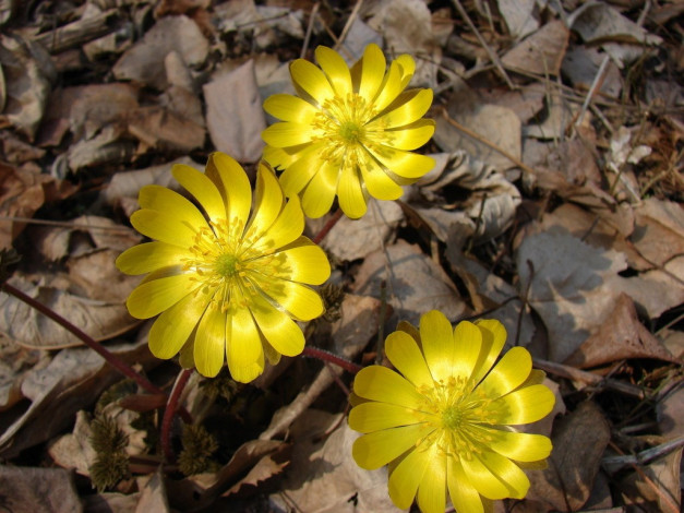 Обои картинки фото цветы, анемоны, адонисы