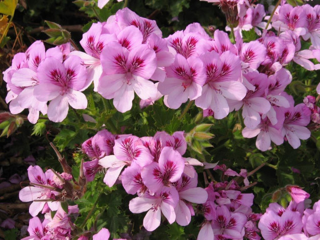 Обои картинки фото цветы, герань