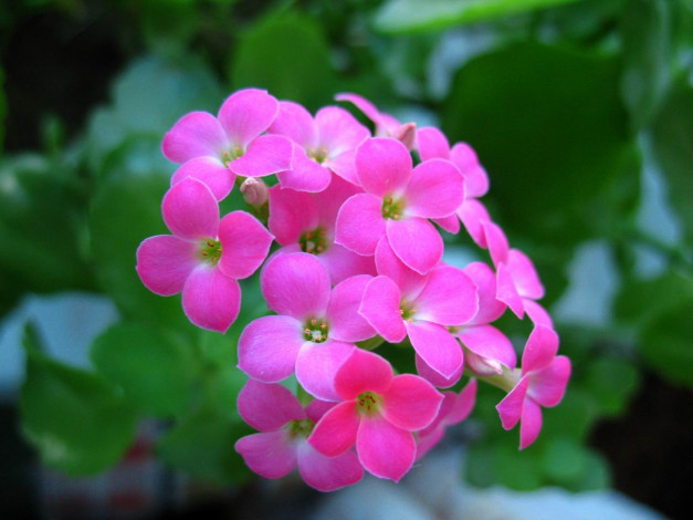 Обои картинки фото комнатный, цветок, цветы, каланхоэ