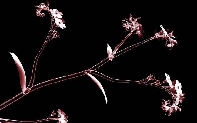 Обои картинки фото 3д, графика, flowers, цветы