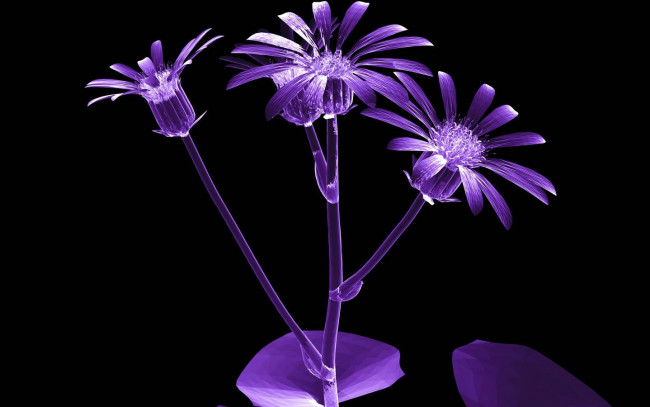 Обои картинки фото 3д, графика, flowers, цветы