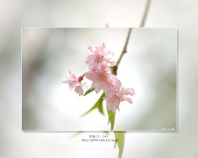 Картинка цветы цветущие деревья кустарники