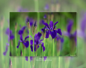 обоя цветы, ирисы