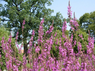 Картинка цветы луговые полевые