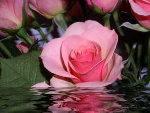 Картинка цветы розы