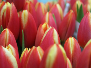 Картинка цветы тюльпаны