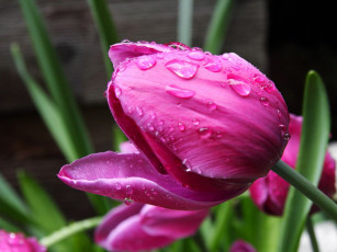 Картинка цветы тюльпаны