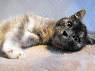 Картинка животные коты