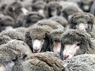 Картинка животные овцы бараны