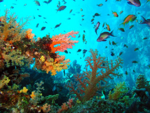 Картинка животные рыбы