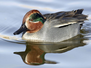 Картинка животные утки