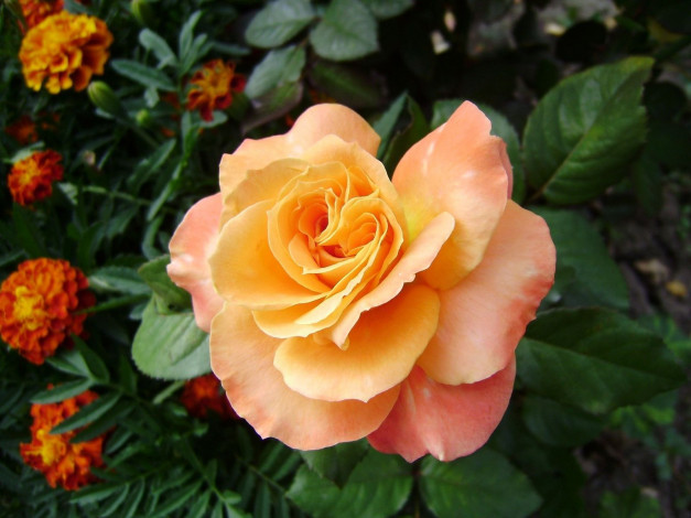 Обои картинки фото цветы, розы