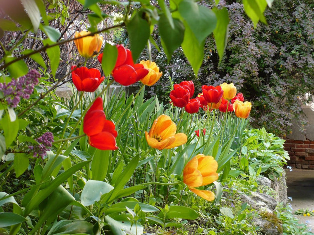 Обои картинки фото цветы, тюльпаны