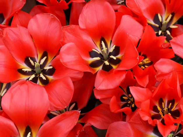 Обои картинки фото цветы, тюльпаны