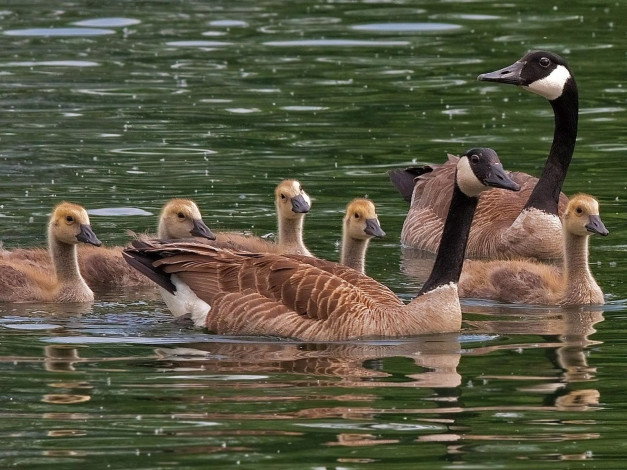 Обои картинки фото животные, гуси