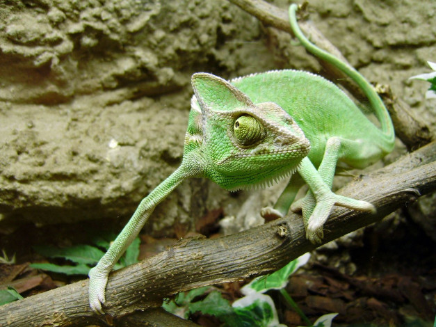 Обои картинки фото животные, хамелеоны