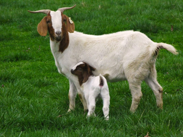 Обои картинки фото животные, козы