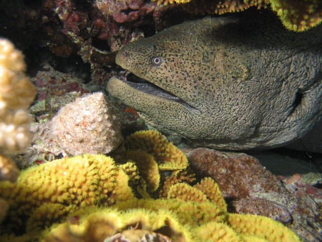 Обои картинки фото животные, мурены