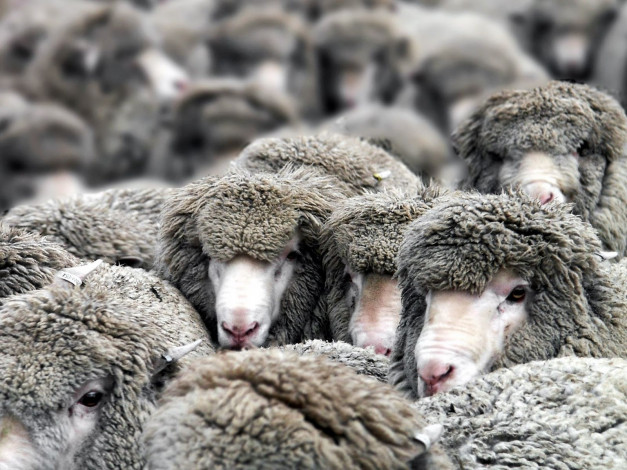Обои картинки фото животные, овцы, бараны