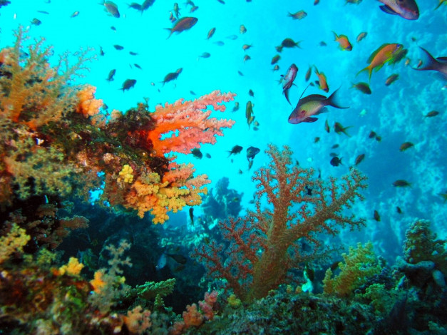 Обои картинки фото животные, рыбы