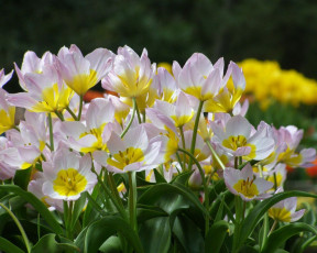 Картинка цветы тюльпаны