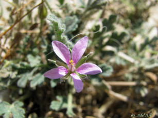 Картинка цветы