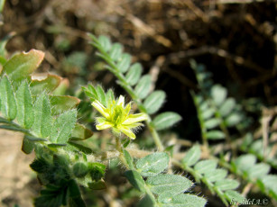 Картинка цветы