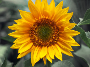 Картинка цветы подсолнухи