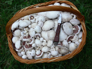 Картинка еда грибы грибные блюда