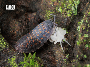 Картинка животные насекомые