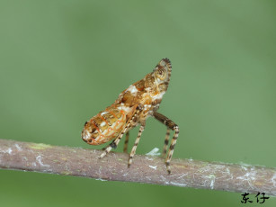 Картинка животные насекомые