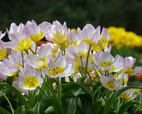 Обои картинки фото цветы, тюльпаны