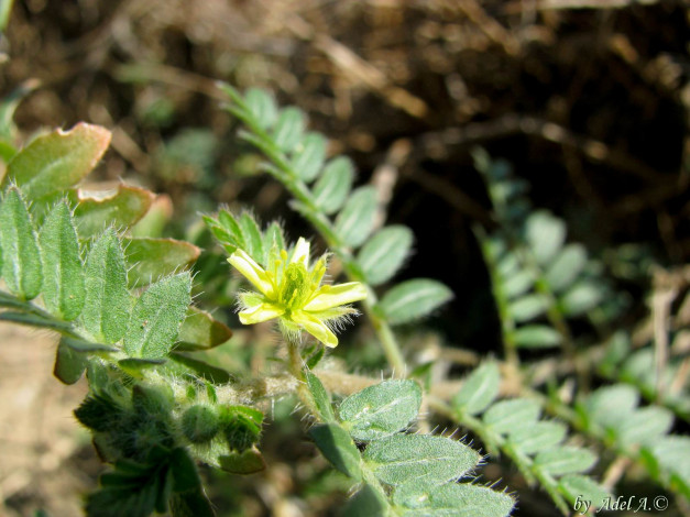 Обои картинки фото цветы