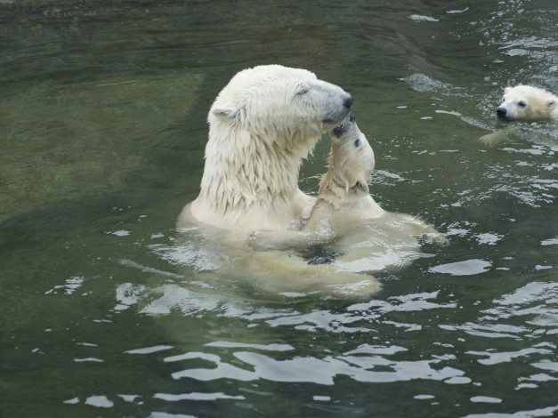 Обои картинки фото животные, медведи