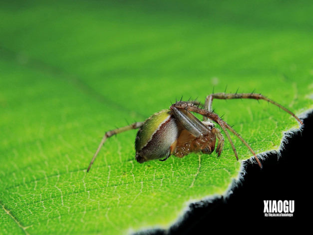 Обои картинки фото животные, пауки