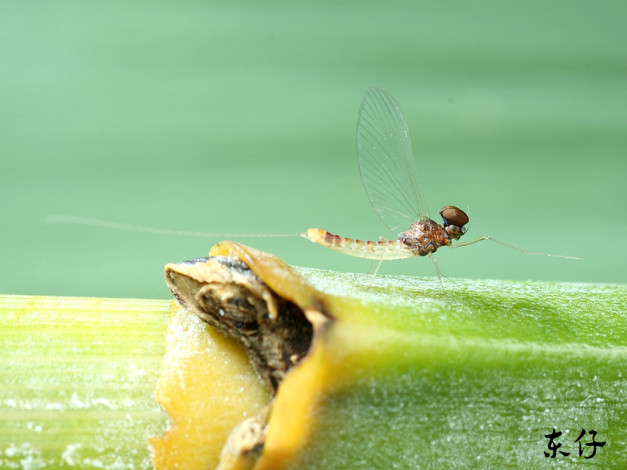 Обои картинки фото животные, стрекозы