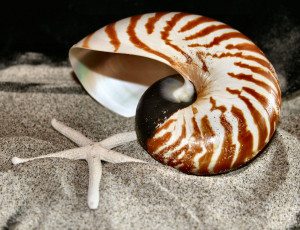 Картинка разное ракушки кораллы декоративные spa камни ракушка