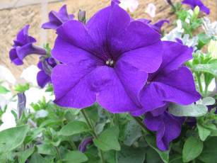 Картинка цветы петунии калибрахоа листья