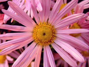 Картинка цветы ромашки лепестки