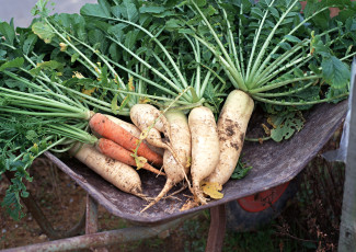 обоя еда, овощи, листья