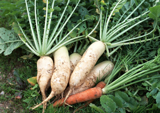 Картинка еда овощи листья