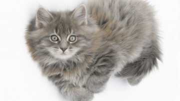 Картинка животные коты серый