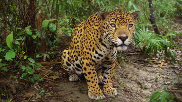 Картинка животные Ягуары листья