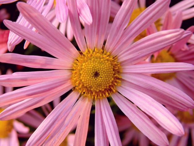 Обои картинки фото цветы, ромашки, лепестки