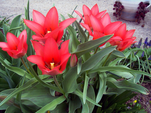 Обои картинки фото цветы, тюльпаны, листья