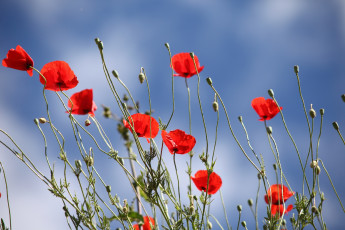 Картинка цветы маки лето небо красные