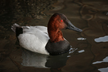 Картинка животные утки утка вода