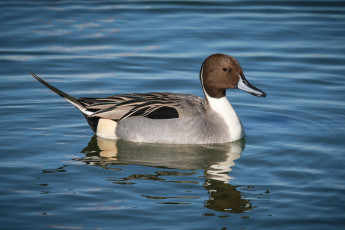Картинка животные утки вода утка