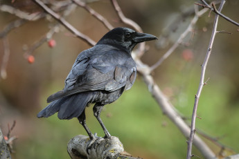 Картинка животные вороны +грачи +галки ворон черный