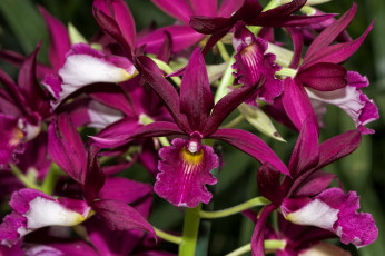 Картинка цветы орхидеи экзотика